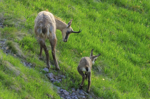 Chamois family climbing up a green mountain slope, mother leading, chamois, chamois, (Rupicapra rupicaprae), wildlife, Vosges, France, Europe