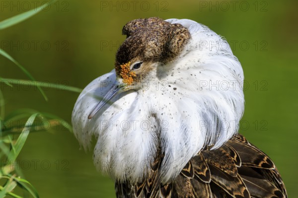 Close-up of a bird with impressive neck plumage and striking expression, Ruff (Calidris pugnax, Syn.: Philomachus pugnax), France, Europe
