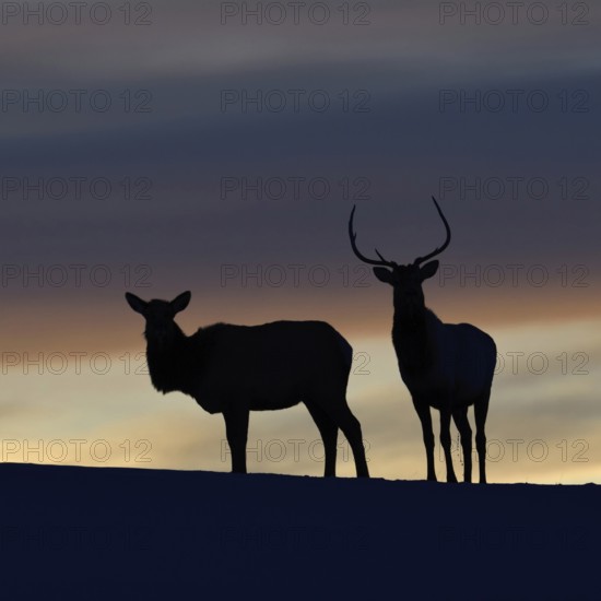 Wapitis (Cervus canadensis), North American deer, pair on a small hill, hilltop, silhouette against the evening sky after sunset, a day comes to an end, backlit photograph, Yellowstone NP, USA, Wyoming, North America, United States of America, North America