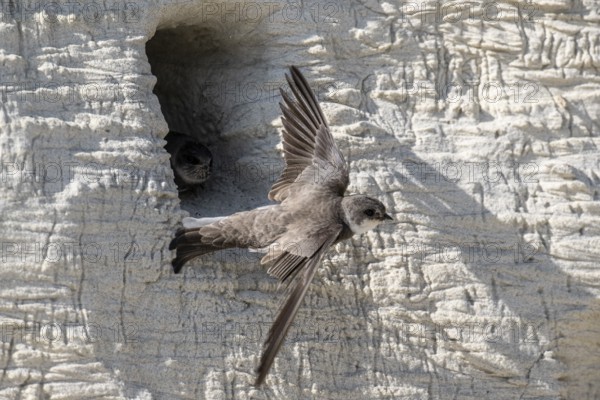 Sand martins (Riparia riparia), Emsland, Lower Saxony, Germany, Europe