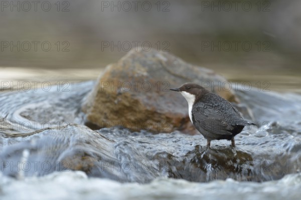 Skilful... White-throated Dipper (Cinclus cinclus) in its territory in search of food, stands against the current in the middle of fast-flowing clear water, species excellently adapted to its habitat, native birdlife, wildlife, nature, Sauerland, North Rhine-Westphalia, Germany, Western Europe, Europe