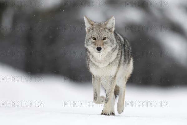 On the road... Coyote (Canis latrans) in the snow, light snowfall, wild coyote walks directly towards the camera with a bright, clear concentrated look, natural environment, deep shooting perspective at eye level, nature in Yellowstone NP, Wyoming, North America, United States of America