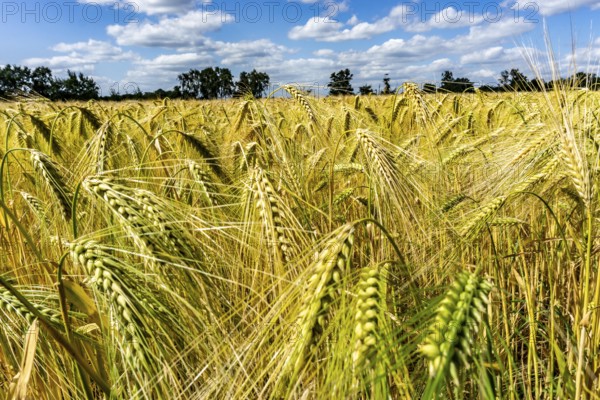 Grain field, in front of harvest, barley, near Bottrop-Kirchhellen, North Rhine-Westphalia, Germany, Europe