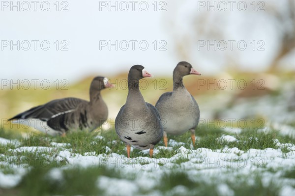 Wild geese... White-fronted geese (Anser albifrons), wild geese in the snow in their wintering area on the Lower Rhine, feeding on the meadows and pastures, family reunion, two adult birds, one young bird, Lower Rhine, North Rhine-Westphalia, Germany, Western Europe, Europe