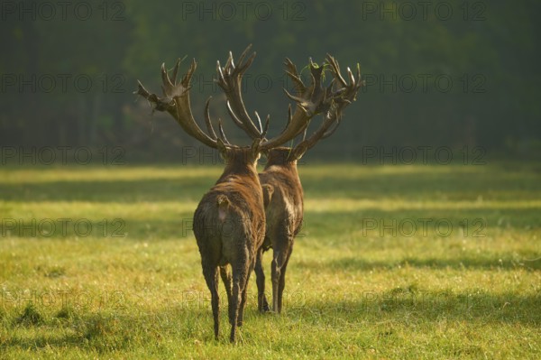 Red deer (Cervus elaphus), two stags with large antlers, during the rutting season, in a meadow, Germany, Europe