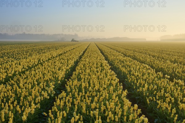 Misty morning over a wide field of yellow tulips under a softly glowing sky, Sassenheim, province of South Holland, Netherlands