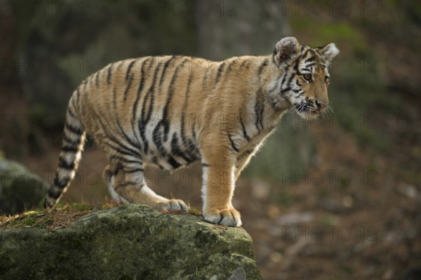 On the rock... Royal Bengal tiger (Panthera tigris tigris) also called Indian tiger or Bengal tiger, young in natural environment