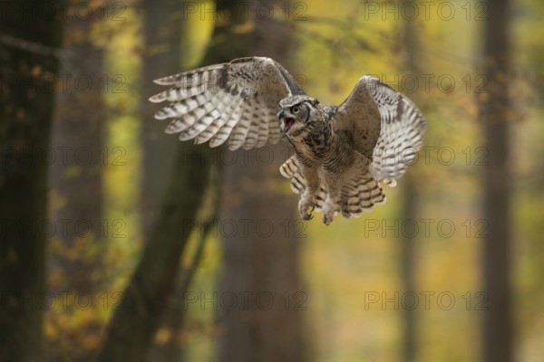 The approach... Virginia eagle owl (Bubo virginianus) in flight, popular North American owl species in golden late summer, autumn, aggressively defending its territory, threatening an intruder, a picture full of dynamics and action, North America, USA, North America