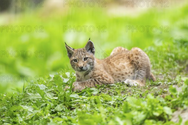 Eurasian lynx (Lynx lynx) youngster on a meadow, Bavaria, Germany, Europe