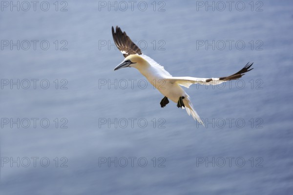 Northern gannet (Morus bassanus) on a bird cliff, flying over the sea, Helgoland Island, Schleswig-Holstein, Germany, Europe