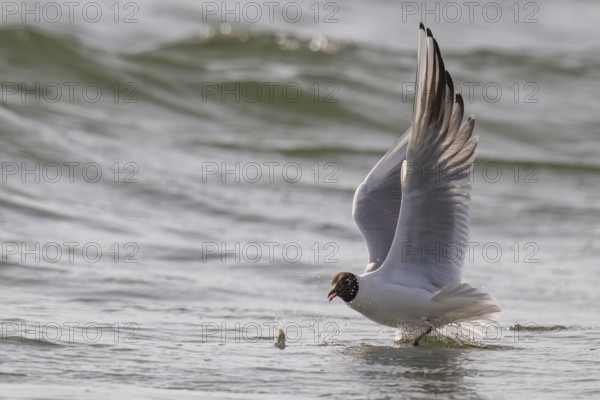 Black-headed gull (Chroicocephalus ridibundus) in summer plumage, flying above the sea surface, looking for small fish, near Hvide Sande, Ringkøbing Fjord, North Sea, Denmark, Europe