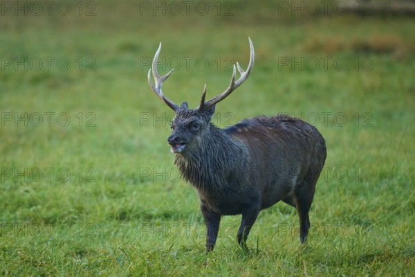 Sika deer (Cervus nippon), on a landscape with meadow and antlers, in autumn atmosphere, Germany, Europe
