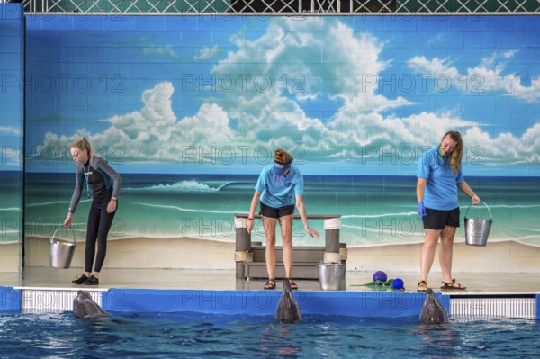 Trainers working with Dolphins during show at Ocean Adventures Marine Park in Gulfport, Mississippi