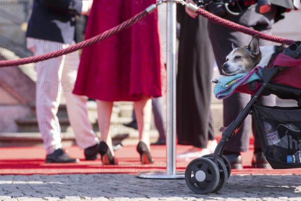 A dog looks out of a pram at the guests at the State Opera for All in Berlin on 21 June 2025
