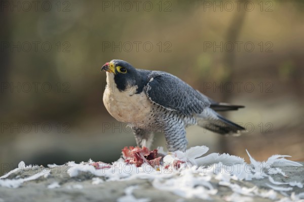 At the plucking site... Peregrine falcon (Falco peregrinus) with prey, presumably a pigeon, secured to the sky, bloodstained beak, surrounded by the plucked feathers of its victim, Lower Rhine, North Rhine-Westphalia, Germany, Western Europe, Europe