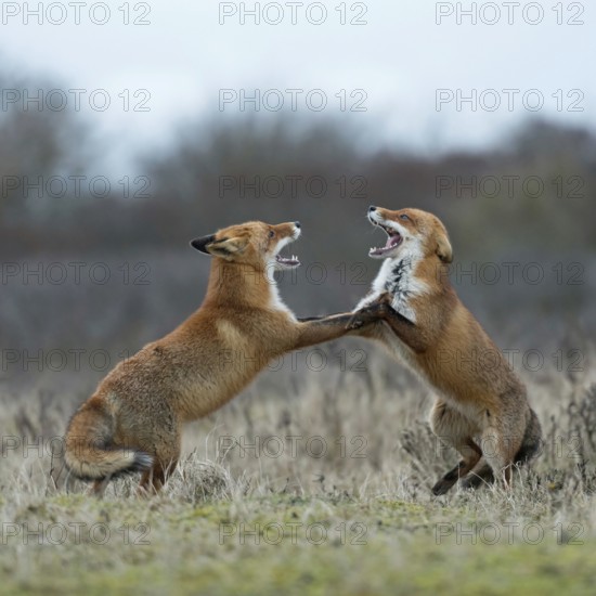 Red fox (Vulpes vulpes), foxes fighting, fight, two red foxes have come into conflict during the breeding season, argue, threaten each other, fight with each other, stand upright on their hind paws, baring their teeth, threaten, territorial behaviour during the breeding season, territorial dispute, native nature, North Holland, Netherlands, Western Europe
