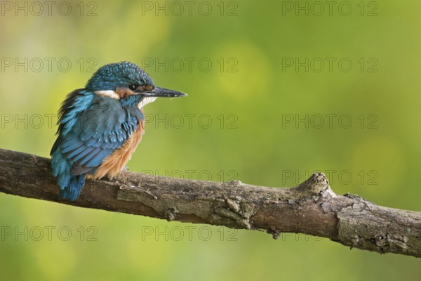 Kingfisher (Alcedo atthis), juvenile, freshly fledged young bird, still dull plumage colours sitting on a branch in front of a finely resolved yellow-green background, young kingfishers must become independent very quickly, as adult birds breed several times, Lower Rhine, North Rhine-Westphalia, Germany, Western Europe, Europe
