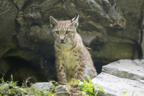 Eurasian lynx (Lynx lynx) youngster, Bavaria, Germany, Europe