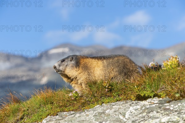 Alpine marmot (Marmota marmota) in autumn, Grossglockner, High Tauern National Park, Austria, Europe