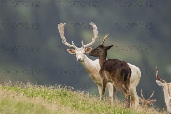 European fallow deer (Dama dama) stags on a meadow, tirol, Kitzbühel, Wildpark Aurach, Austria, Europe