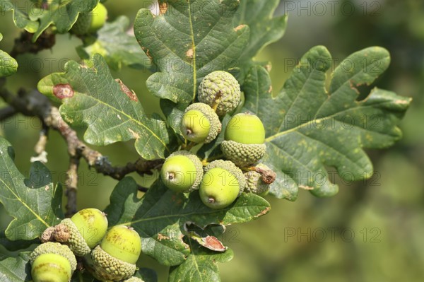 Acorns and leaves of sessile oak (Quercus sessiliflora), Wilnsdorf, North Rhine-Westphalia, Germany, Europe