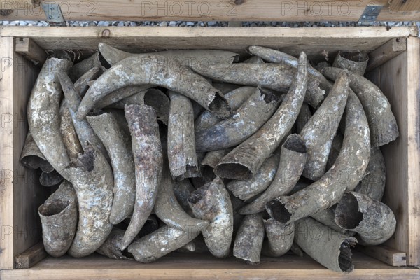 Cow horns in a wooden box, Bavaria, Germany, Europe