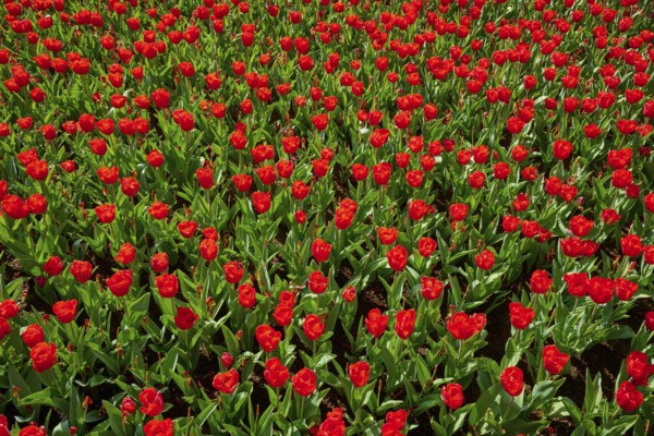 Red tulips in large numbers, densely planted and colourful, Keukenhof, Lisse, province of South Holland, Netherlands