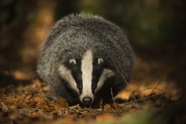 On the forest floor... European badger (Meles meles) foraging, frontal view, black and white striped facial pattern, funny animal pictures, North Rhine-Westphalia, Germany, Western Europe, Europe