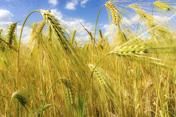 Grain field, in front of harvest, barley, near Bottrop-Kirchhellen, North Rhine-Westphalia, Germany, Europe
