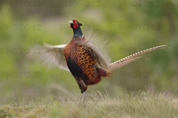 Courtship... Hunting pheasant (Phasianus colchicus), male, pheasant cock, standing erect on a small hill, flapping its wings wildly, serves to demarcate territory, claim territory and for courtship, Lower Rhine, Rhine district of Neuss, North Rhine-Westphalia, Germany, Western Europe, Europe
