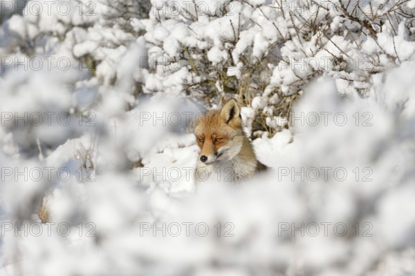 Hidden between bushes... Red fox (Vulpes vulpes) in the high snow, a winter fairy tale, native nature, Germany, Western Europe, Europe