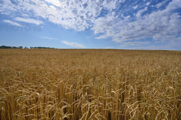 Untouched wheat field under a slightly cloudy summer sky, summer, Retzstadt, Main Spessart district, Bavaria, Germany, Europe