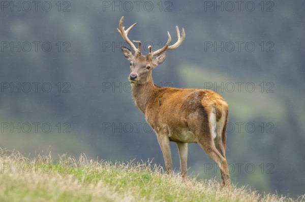 Red deer (Cervus elaphus) stag on a meadow in tirol, Kitzbühel, Wildpark Aurach, Austria, Europe