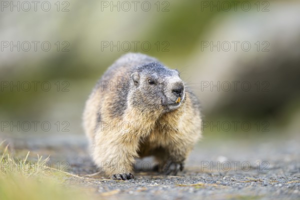 Alpine marmot (Marmota marmota) in autumn, Grossglockner, High Tauern National Park, Austria, Europe