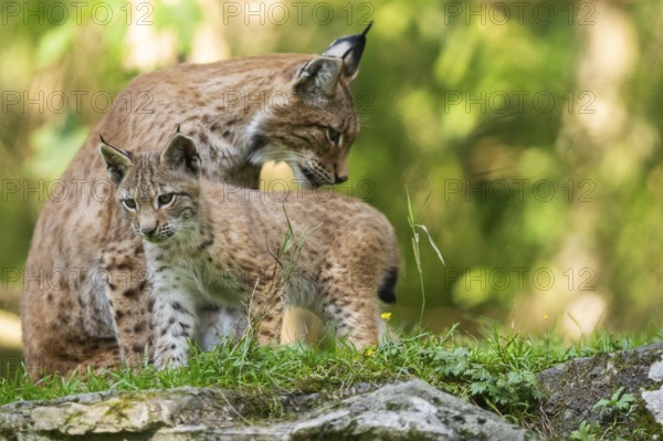 Eurasian lynx (Lynx lynx) mother with her youngster, Austria, Europe