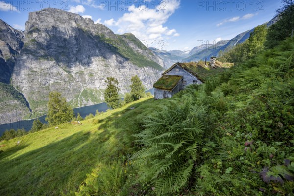 Blomberg Gård, historic mountain farm with grass roof on a steep mountainside above the Geirangerfjord, view of idyllic fjord landscape, near Geiranger, Møre og Romsdal, Norway, Europe