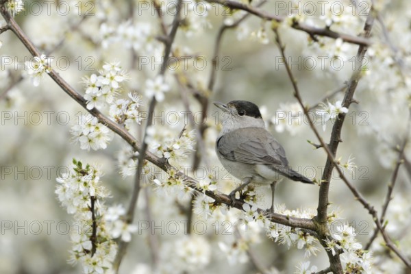 In the blooming hawthorn... Blackcap (Sylvia atricapilla), male in spring sitting in the bushes, in a hedge amidst white flowers, native birds, wildlife, nature, North Rhine-Westphalia, Germany, Western Europe, Europe