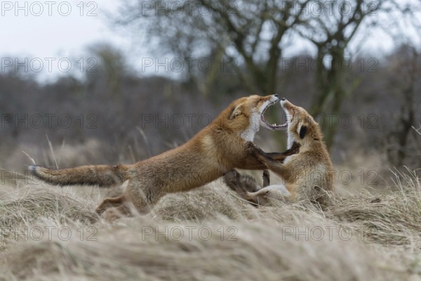 Demonstration of power... Red fox (Vulpes vulpes), two foxes fighting, one fox is clearly superior to the other, red foxes threaten each other during the breeding season in front of they fight seriously, wide open mouth and facing each other are typical threatening behaviour, territorial behaviour during the breeding season, territorial dispute, native nature, North Holland, Netherlands, Western Europe