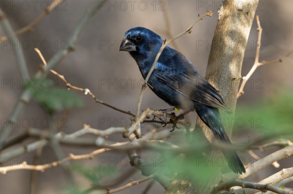 Ultramarine grosbeak (Cyanoloxia brissonii), adult male perched in tree, native to South America