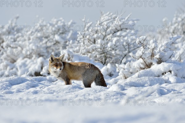 In a snow-covered landscape... Red fox (Vulpes vulpes) in winter, on a sunny day in high, freshly fallen snow, beautiful surroundings, winter fairy tale, native nature, Germany, Western Europe, Europe