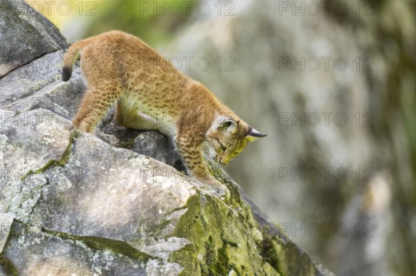 Eurasian lynx (Lynx lynx) youngster climbing on a rock, Bavaria, Germany, Europe