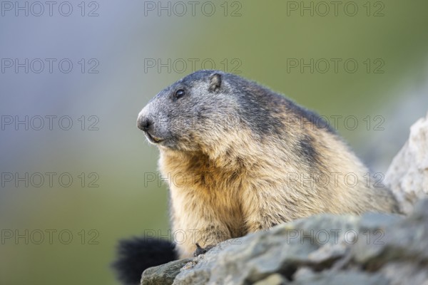 Alpine marmot (Marmota marmota) in autumn, Grossglockner, High Tauern National Park, Austria, Europe