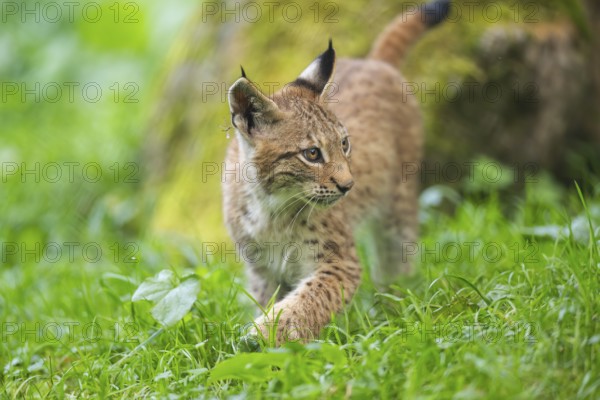 Eurasian lynx (Lynx lynx) youngster on a meadow, Bavaria, Germany, Europe