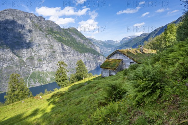 Blomberg Gård, historic mountain farm with grass roof on a steep mountainside above the Geirangerfjord, view of idyllic fjord landscape, near Geiranger, Møre og Romsdal, Norway, Europe