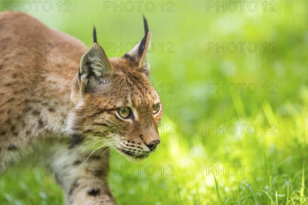Eurasian lynx (Lynx lynx), portrait, Austria, Europe
