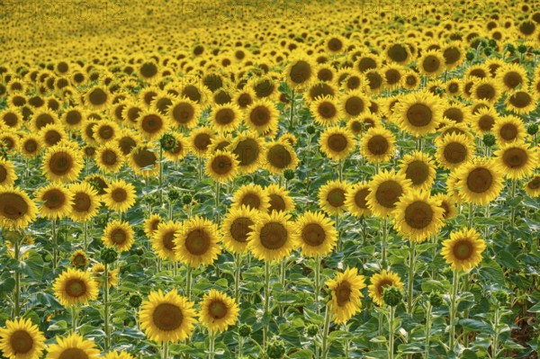 A wide field full of blooming sunflowers on a sunny day, summer, Thüngen, Main Spessart district, Bavaria, Germany, Europe