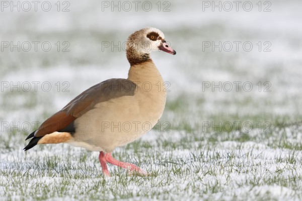 Nile goose (Alopochen aegyptiacus) in winter, wild goose walking across a field in freshly fallen snow, pretty side view showing all typical identification features, Nile geese are very conspicuous, robust wild geese, whose original home is in Africa, today also widespread here all year round, Lower Rhine, North Rhine-Westphalia, Germany, Western Europe, Europe