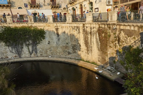 Largo Aretusa, Fonte Aretusa, scenic bridge over water with walkers and plants in the city centre, Ortigia Island, Isola di Ortigia, historic old town, Syracuse, Sicily, Italy, Europe