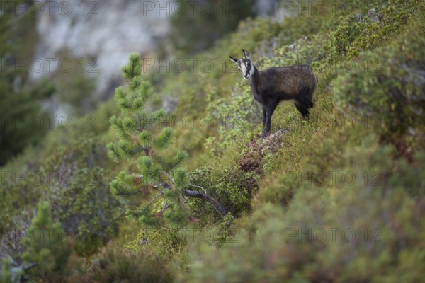 Alpine flora... Chamois (Rupicapra rupicapra), young chamois, young fawn, chamois fawn standing on a mountain slope in the midst of high alpine vegetation, very natural picture, natural environment, series animal children, late summer in the mountains, native nature, Alps, High Alps, Bernese Oberland, Switzerland, Western Europe, Europe