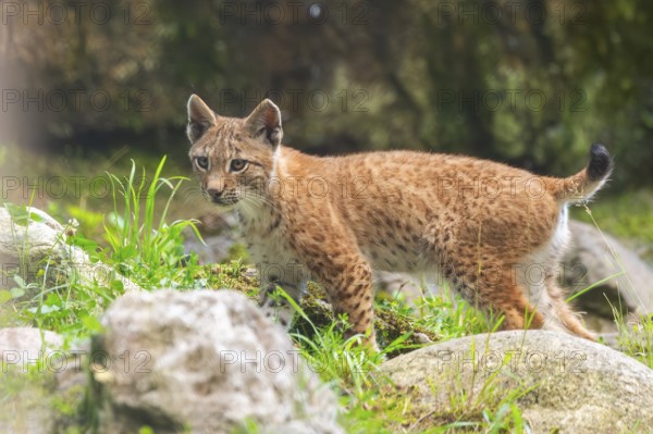 Eurasian lynx (Lynx lynx) youngster on a rock, Austria, Europe